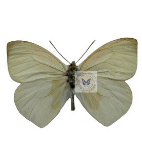 Pieridae Methania aureomaculata