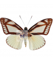 Castnia cronis A.1 /A.1-