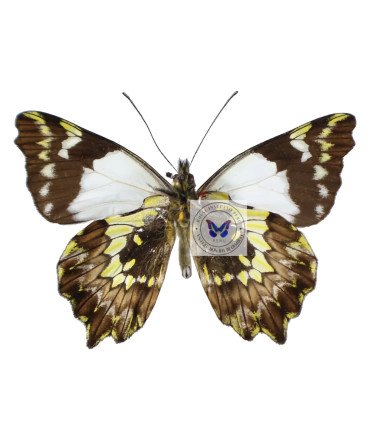 Pieridae  Ledonta zenobia zenobia