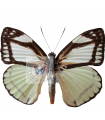 Castnia cronis(F)