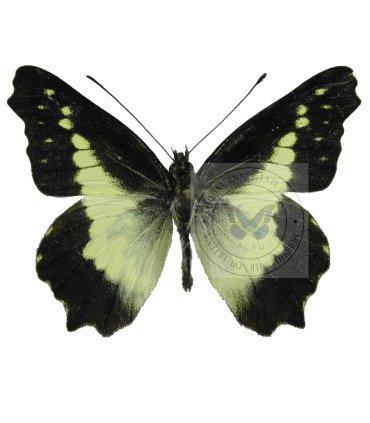 Pieridae  Ledonta zenobia zenobia