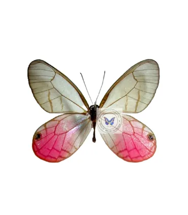 Satyridae Cithaerias aurorina