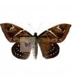 Castnia deaedalus