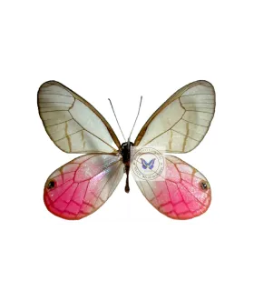 Satyridae Cithaerias aurorina