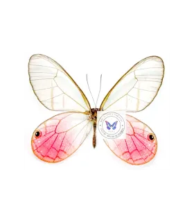 Satyridae Cithaerias Merolina