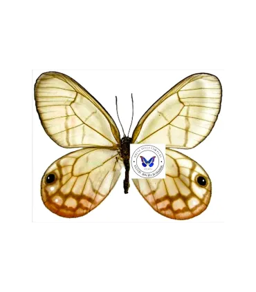 Satyridae Cithaerias Merolina