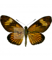 Castnia acraeoides