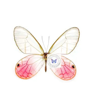 Satyridae Cithaerias Merolina