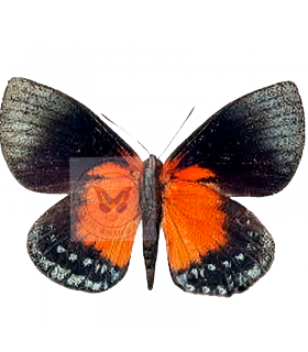 Castnias