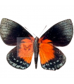 Castnia asteporides