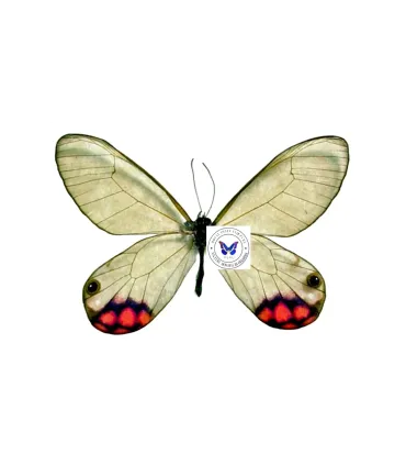 Satyridae Cithaerias Pyropina