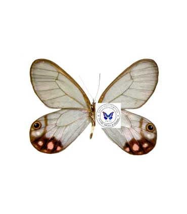 Satyridae Cithaerias Pyropina