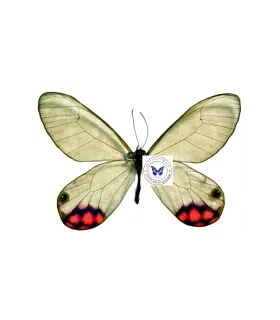 Satyridae Cithaerias Pyropina