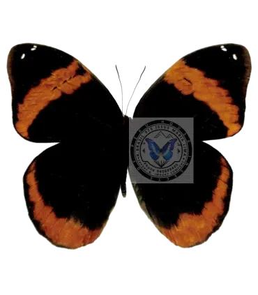 Brassolidae Catoblepia Berecynthia