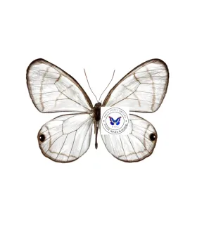 Satyridae Dolcedo polita