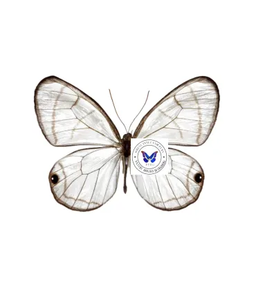 Satyridae Dolcedo polita