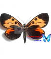 C.Duboisvalia Pellonia A.1/A.1-