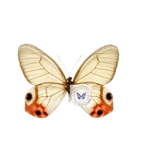 Satyrinae Haetera macleannania