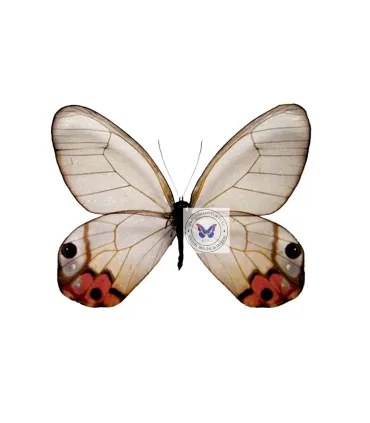 Satyrinae Haetera macleannania