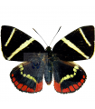 Castnia  evalthiodes