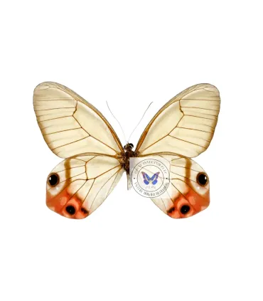 Satyrinae Haetera macleannania