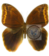 BRASSOLIDAE