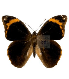 Brassolidae   Catoblepia Xanthicles Orientalis