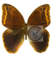 Caligopsis seleucida