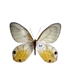 Satyrinae Haetera Piera