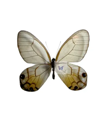 Satyrinae Haetera Piera