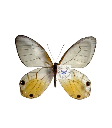 Satyrinae Haetera Piera