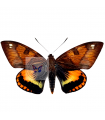 Castnia  ferruginosa A.1/A.1-