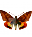 Castnia hegemon