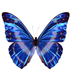 TROPICAL BUTTERFLIES