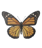 DANAIDAE
