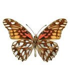 HELICONIDAE