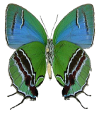 LYCAENIDAE