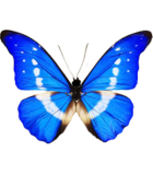 MORPHIDAE