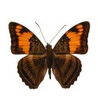 NYMPHALIDAE