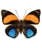 NYMPHALIDAE *