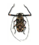 INSECTS (COLEOPTERA)