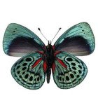 NYMPHALIDAE **
