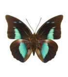NYMPHALIDAE ***