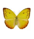 FEMALE BUTTERFLY
