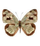 NYMPHALIDAE ****