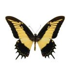 PAPILIONIDAE