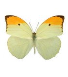 PIERIDAE