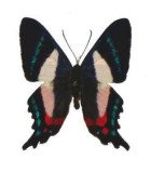 RIODINIDAE