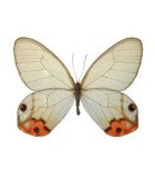 SATYRIDAE