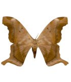 SATURNIIDAE **